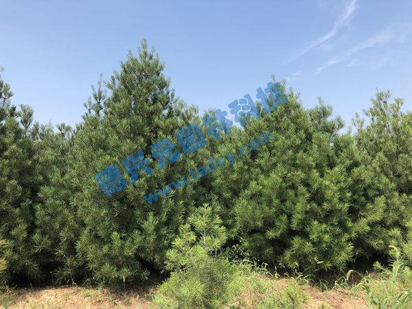 �c���鿴Ԕ����Ϣ��(bi��o)�}����Ƥ�� ��x�Δ�(sh��)��2199