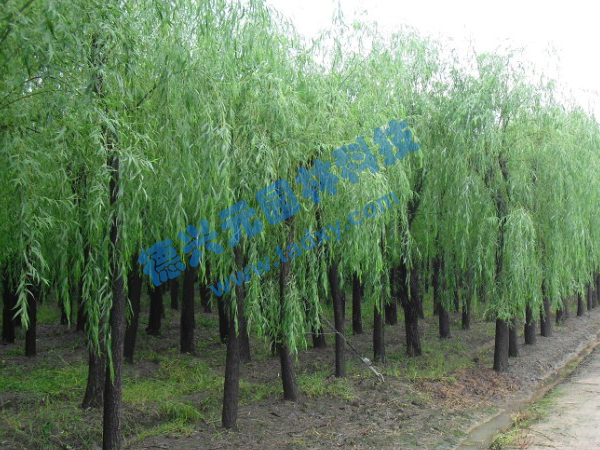 �c(di��n)���鿴Ԕ��(x��)��Ϣ��(bi��o)�}������ ��x�Δ�(sh��)��2332