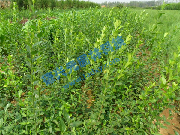 �c(di��n)���鿴Ԕ��(x��)��Ϣ��(bi��o)�}�����~������ ��x�Δ�(sh��)��2706