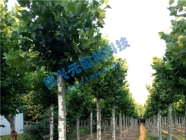 �c(di��n)���鿴Ԕ��(x��)��Ϣ��(bi��o)�}����ͩ ��x�Δ�(sh��)��2339