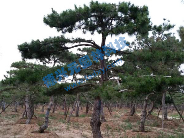 �c(di��n)���鿴Ԕ��(x��)��Ϣ��(bi��o)�}������ ��x�Δ�(sh��)��2402