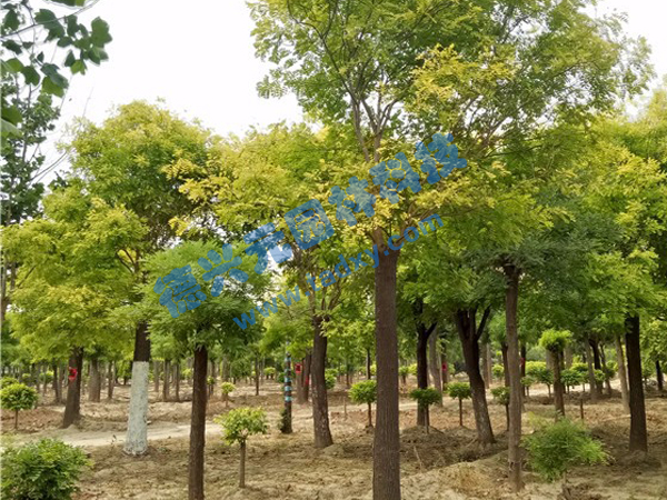 �c(di��n)���鿴Ԕ��(x��)��Ϣ��(bi��o)�}�����~�� ��x�Δ�(sh��)��2269