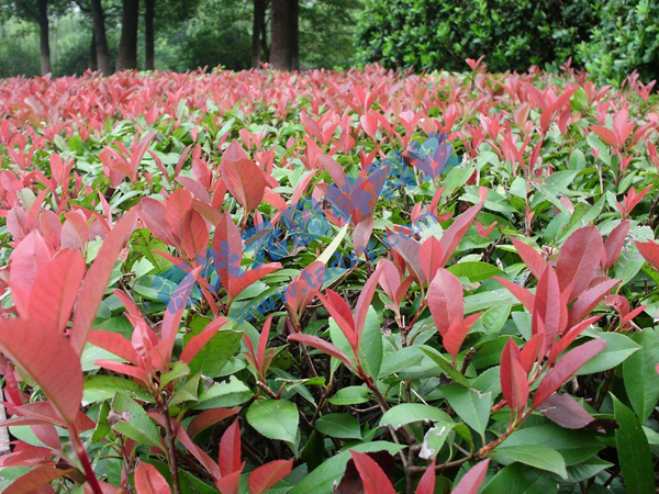 �c(di��n)���鿴Ԕ��(x��)��Ϣ��(bi��o)�}���t�~ʯ� ��x�Δ�(sh��)��2392