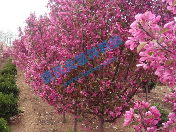 �c(di��n)���鿴Ԕ��(x��)��Ϣ��(bi��o)�}���k������ ��x�Δ�(sh��)��2184