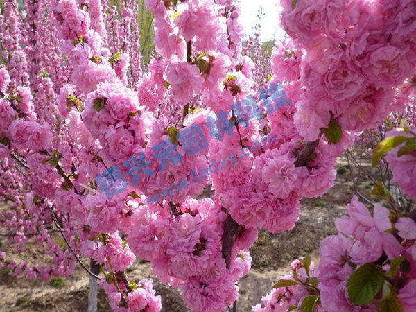 �c���鿴Ԕ����Ϣ���}���ѻ� ��x�Δ���1944